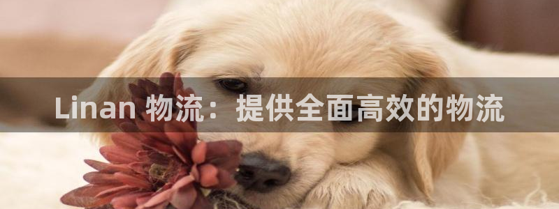 28圈充值金额随便：Linan 物流