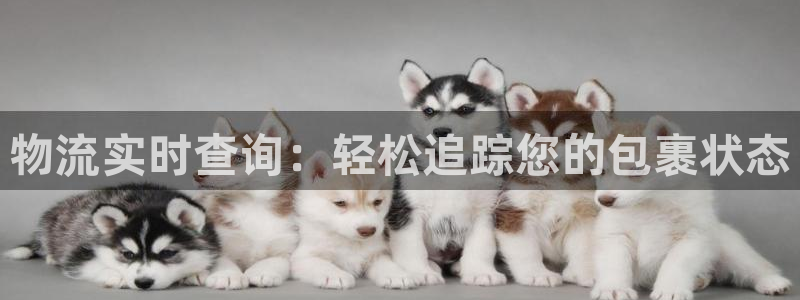 28圈忘记账号：物流实时查询：轻松追踪您的包裹状态