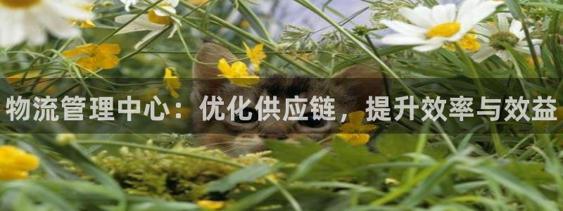 28圈麻将：物流管理中心：优化供应链